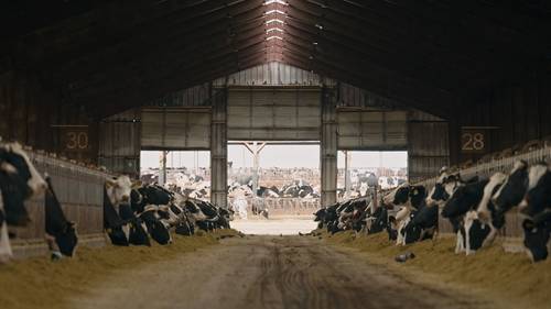 Legal Litigation: The Long Fight Over Dairy Pollution in the Lower Yakima Valley